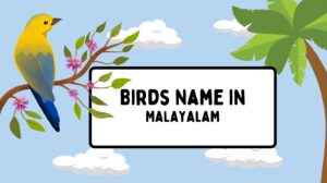 birds name in malayalam