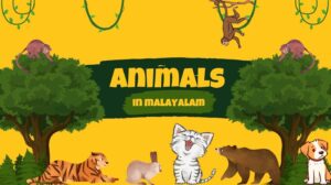 learn about animal names in malayalam
