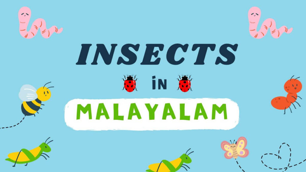 Learn Insects in Malayalam with Images| Name, Meaning & Images