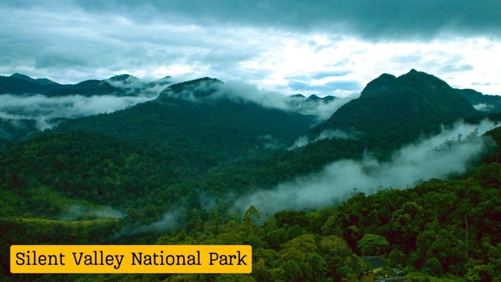 Lush greenery and dense canopy in Silent Valley National Park, Kerala