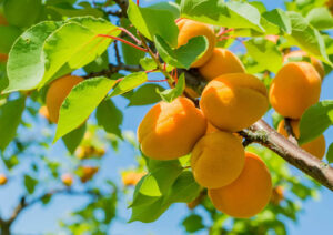 Apricot Fruit in Malayalam