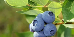 Blueberry in Malayalam