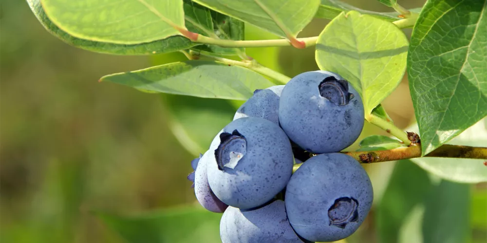 Blueberry in Malayalam
